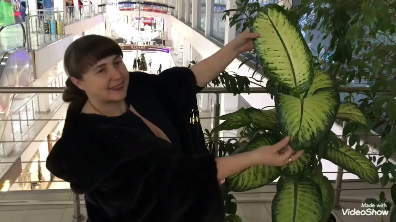 День Рождения Орхидейного Чата.Пробираемся сквозь Джунгли в Континенте.