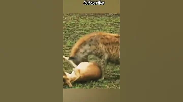 Africa Wild Animals And Wild Animals Things Malamala Safari Moments Animals2021 Wildanimals Lion 
