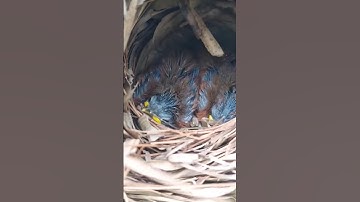PANEN SARANG BURUNG TEPUS #burung #burungkicau #kicaumania #shorts