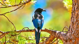 Download lagu Enchanting Oriental Magpie Robin Bird Songs for Relaxation and Meditation