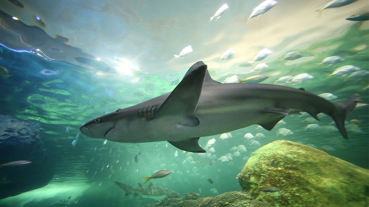 Ripley aquarium coupons toronto