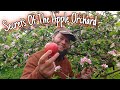 Secrets of the apple orchard trees that changed the world 