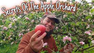 Secrets of the Apple Orchard: Trees That Changed The World!