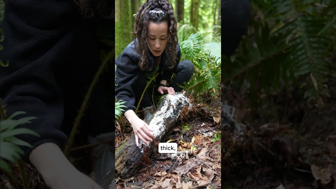 Rhizomorphic mycelium