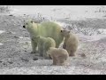 Polar Bear mom with 3 cubs. Explore.org 29 October 2020