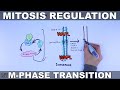 Mitosis regulation  mphase transition