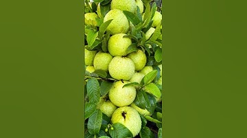 Propagate Guava Tree Cuttings #Shorts #shortsvideo #short