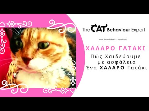 Βίντεο: 4 Gadget Cat για να διατηρείτε το γατάκι σας ασφαλές σε εξωτερικούς χώρους