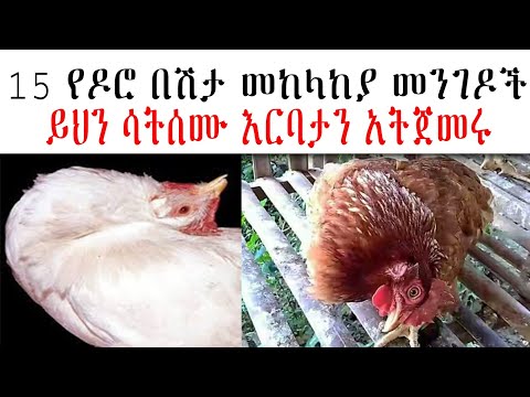 ቪዲዮ: ዶሮ በ እንጉዳይ ተሞልቷል