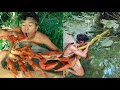 Survival In The Rainforest - Lobster & Frog