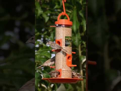 Amijivdaya Bird feeder