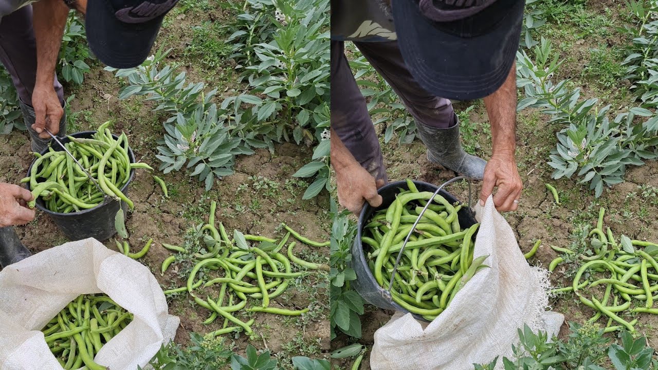 أجيو تشوفو مجهود كبير لي الفلاحة من أجل المنتجات طبيعية في الريف إقليم الحسيمة 