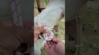 Strong knot for Goat owner learn #knotwork #rope