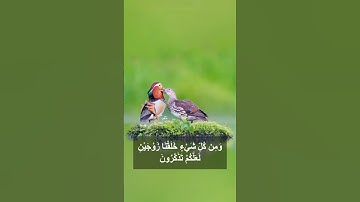ففروا إلى الله | تلاوة إبداعية من سورة الذارايات (47-51) للشيخ ياسر سلامة