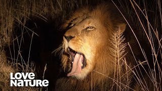 Nomad Lions Hunt By Night | Love Nature