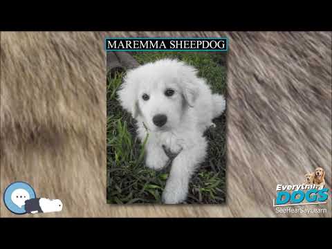 Maremma Sheepdog 7 Reasons Why We Love The Italian Flock Guardian Youtube