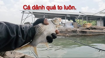 Câu cá Mỹ Hoà Hưng - Bữa cuối tuần đầy cảm xúc với nhiều cá dảnh to