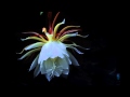 曇花縮時攝影 Epiphyllum time lapse