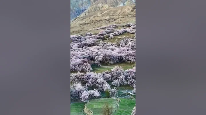 Namcha Barwa Snow Mountain in Dalin Village Tibet China #shorts ##cherryblossom - DayDayNews