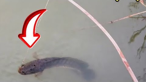 Cắm câu cá lóc mùa nước nỗi / Nét Quê TV