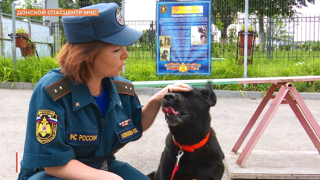 Лабрадор МЧС