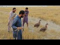 Jura hawk finds wild quail || Goshawk hunting, quail hunting 04 || Raptors Today