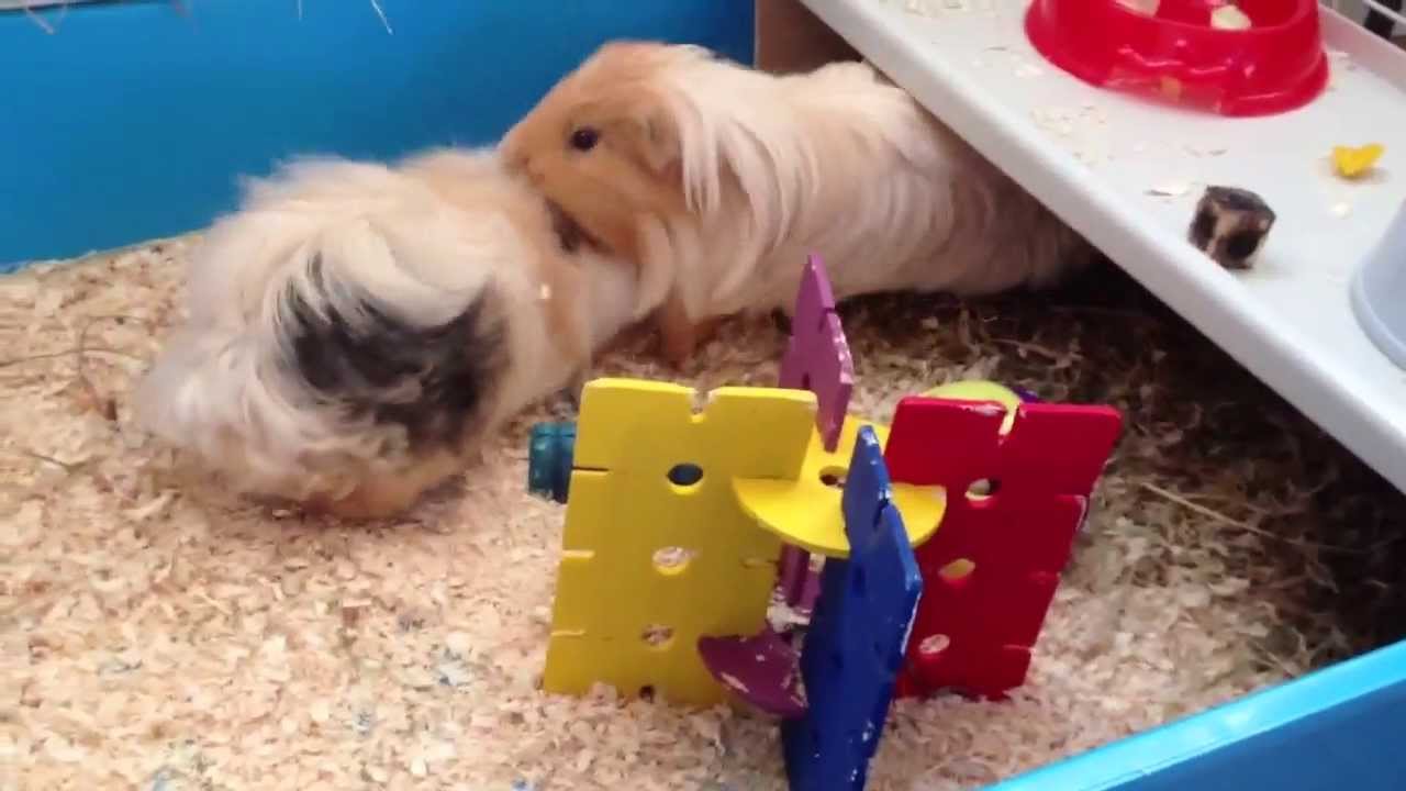 male guinea pigs fighting