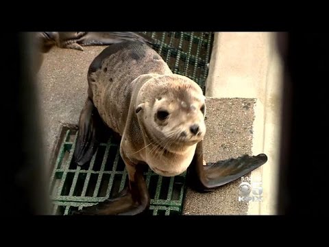 Video: Chorí lachtani sú uvedenie do ohrozenia miestnych psov