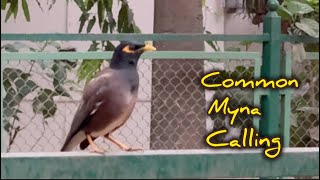 Common Myna Calling Powerfully#birdcalling #commonmyna#yellowbeakbird#mynah  #mynalovers screenshot 3