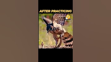 PRACTICE MAKES PERFECT #eagle #hawk #snake #redtailedhawks #eagleattack #birdsofprey #birds