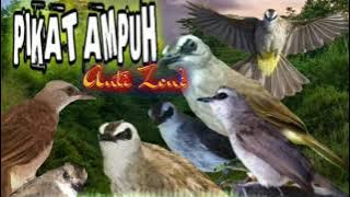 suara pikat burung trucukan paling ampuh selangit durasi panjang || pikat ampuh trucukan terbaru jos