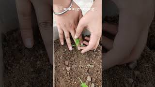Tomato plant germination #farming #organicfarming #tomatoplanting