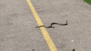 Why did the snake cross the path?