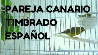 PAREJA CANARIOS TIMBRADOS ESPAÑOL **CRIA**