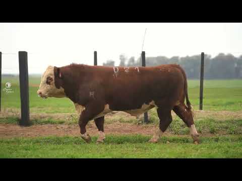LOTE 17   TAT a021  gc