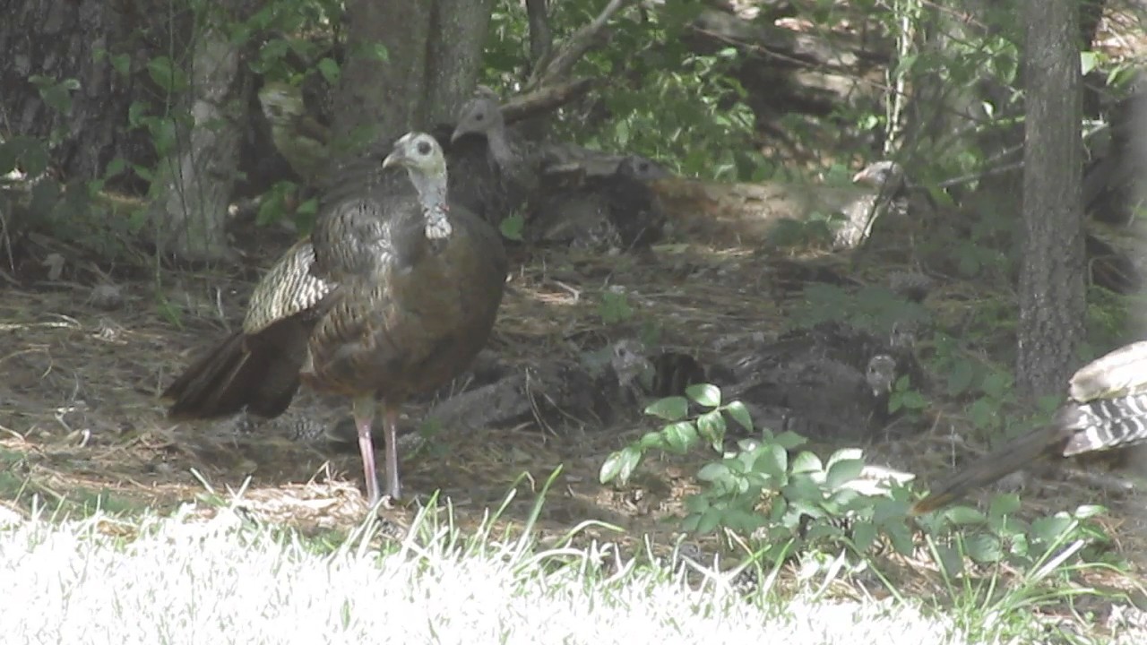Baby Wild Turkeys Dusting In The Dirt YouTube