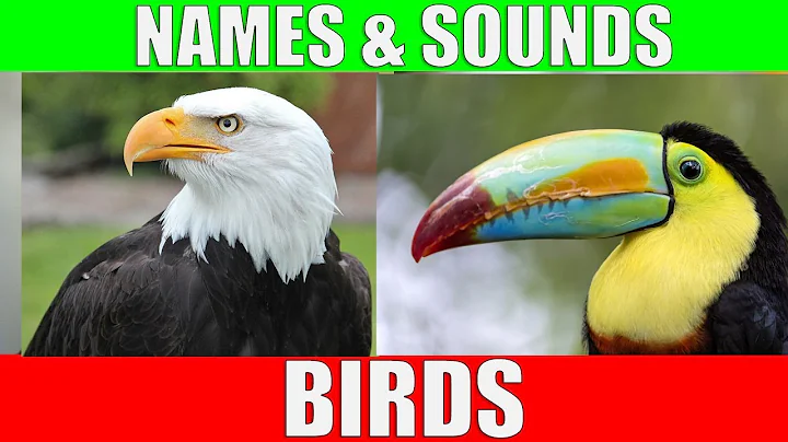 Birds   Names and Sounds   Learn bird species in English