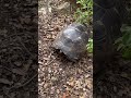 Giant tortoise #nature #travel #relxing #tortoise