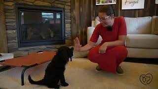 Teddy The Portuguese Water Dog Training Update