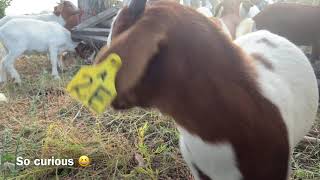 Weaning (stage 2) with the goat kids