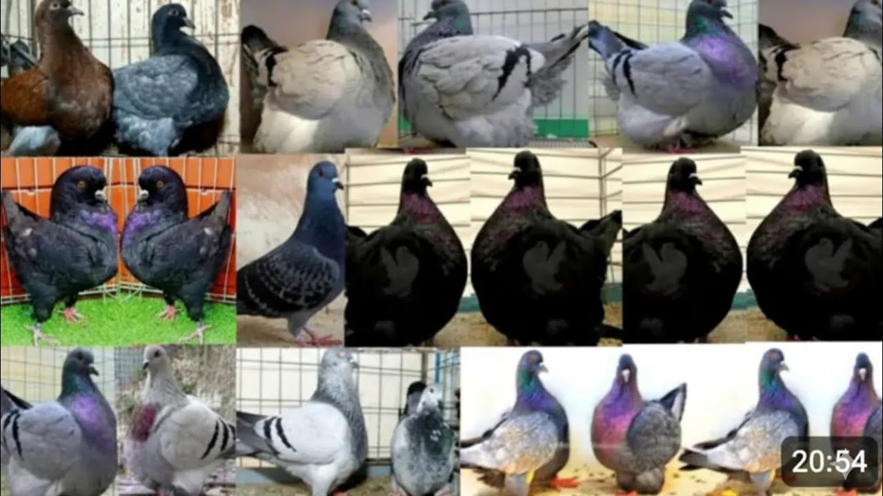 ৪৫০ টাকা পিস সৌকিং কবুতর 