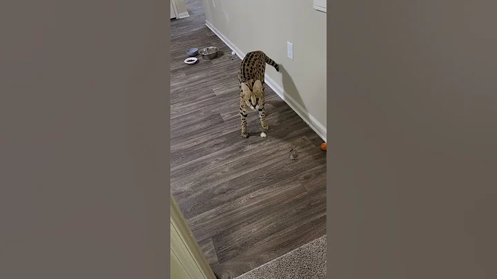 Video 11836971: serval cat