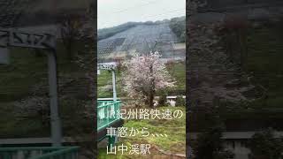 JR紀州路快速の車窓から　山中渓駅　桜並木#紀州路快速 #山中渓#桜並木 #車窓 #car window#jr西日本 #cherry #blossomtrees@mikitychannel