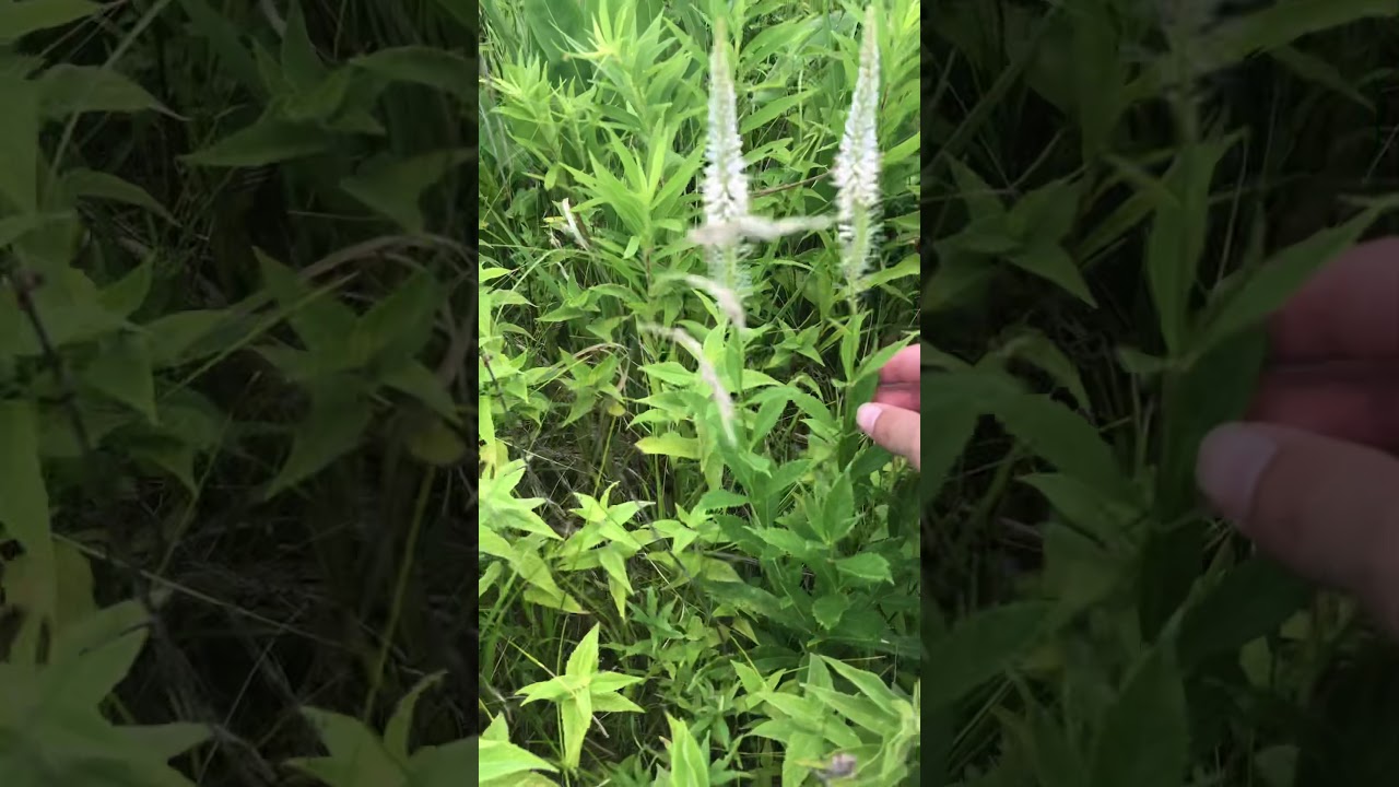 Plants I’ve Found Episode 7 - Culver’s Root