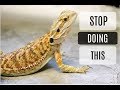 Common Bearded Dragon Care Mistakes