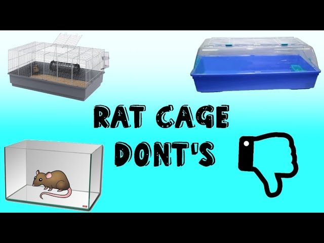 Like A Rat In A Cage