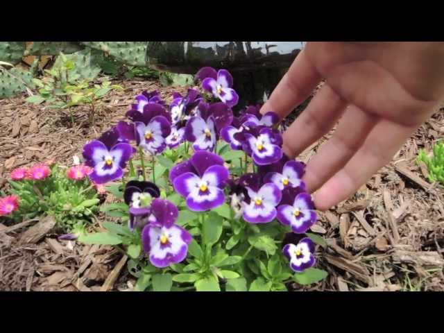 How To keep your Pansies looking Full and Flowering all season long class=