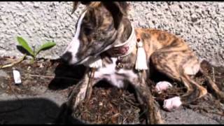 Ikaras first three months