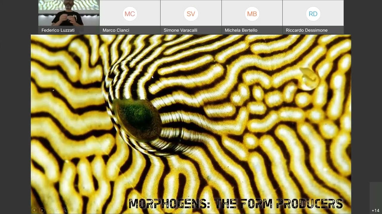 07 Morphogens the form producers A&B