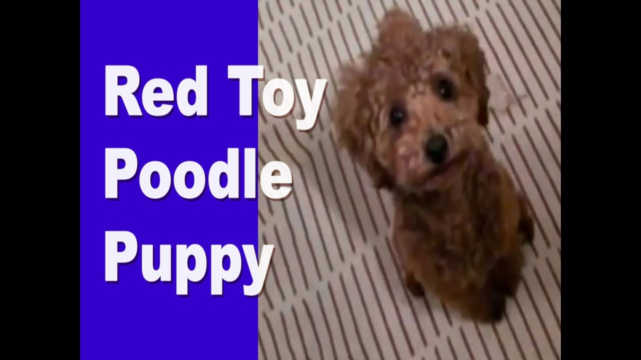 Red Toy Poodle Puppy - YouTube